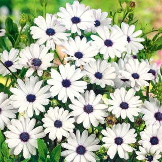 Osteospermum białe
