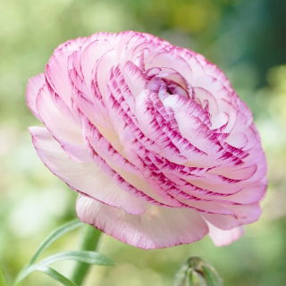 Jaskier Aviv Picotee Pink - duża paczka! - 100 szt.