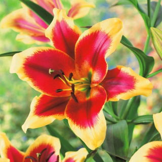 Lilia - Red Dutch