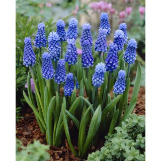 Szafirek Muscari Dark Eyes - duża paczka! - 50 szt.