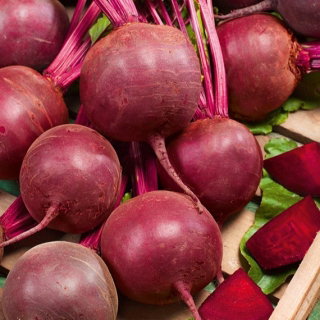 Burak ćwikłowy Czerwona Kula