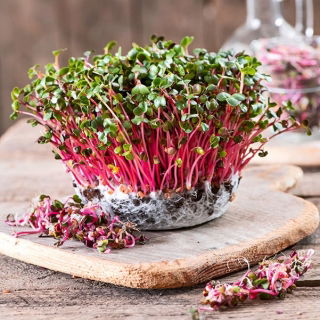 Microgreens - Rzodkiewka czerwona - młode listki o unikalnym smaku