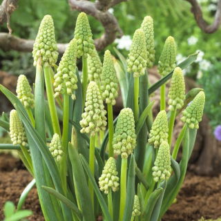 Szafirek zielony - Muscari Bellevalia Green Pearl - duża paczka! - 50 szt.