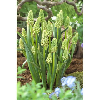 Szafirek zielony - Muscari Bellevalia Green Pearl - 5 szt.