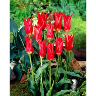 Tulipan Aladdin - opak. 5 szt.
