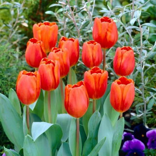 Tulipan Annie Schilder - opak. 5 szt.