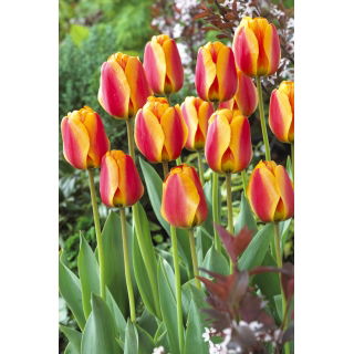 Tulipan Apeldoorn's Elite - 5 szt.