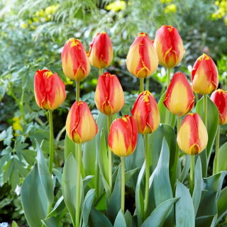 Tulipan Banja Luka - opak. 5 szt.
