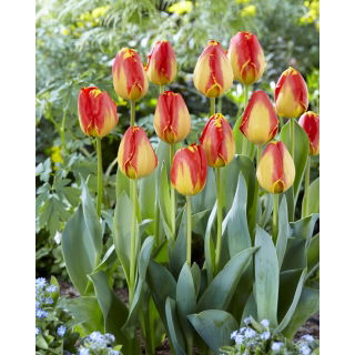 Tulipan Banja Luka - opak. 5 szt.