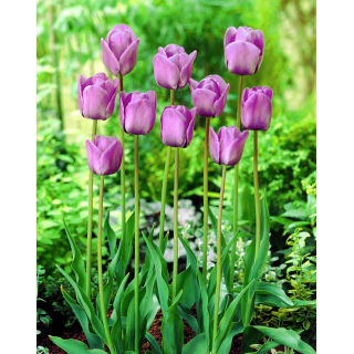 Tulipan Blue Aimable - opak. 5 szt.