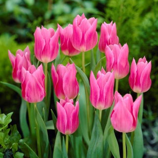 Tulipan China Pink - opak. 5 szt.