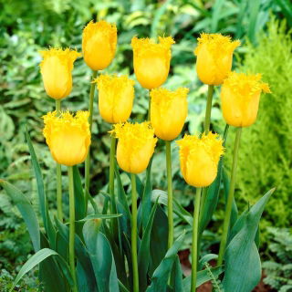 Tulipan Hamilton  opak. 5 szt.