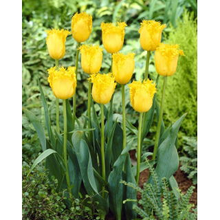 Tulipan Hamilton  opak. 5 szt.