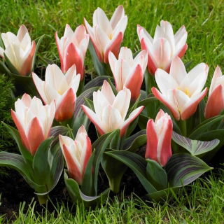 Tulipan Heart's Delight - 5 szt.
