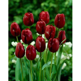 Tulipan Jan Reus - opak. 5 szt.