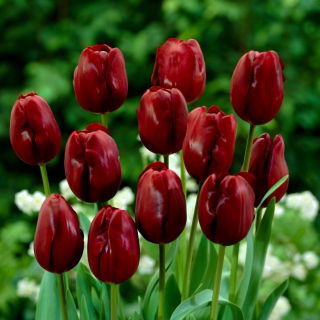 Tulipan Jan Reus - opak. 5 szt.