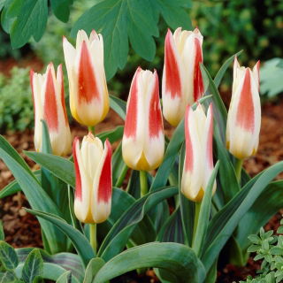 Tulipan Johann Strauss - opak. 5 szt.
