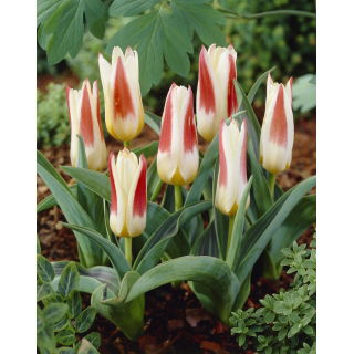 Tulipan Johann Strauss - opak. 5 szt.