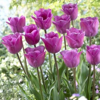 Tulipan Magic Lavender - op. 5 szt.