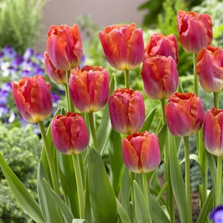 Tulipan Miami Sunset - opak. 5 szt.