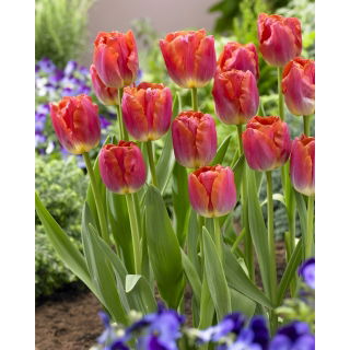 Tulipan Miami Sunset - opak. 5 szt.