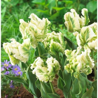 Tulipan Super Parrot - op. 5 szt.
