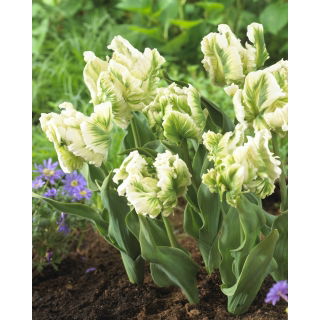 Tulipan Super Parrot - op. 5 szt.