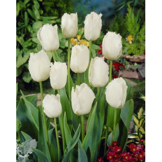 Tulipan Swan Wings  opak. 5 szt.