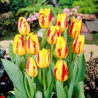 Tulipan Washington - opak. 5 szt.