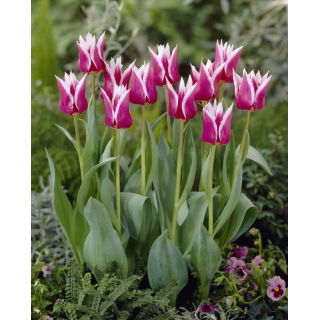 Tulipan liliokształtny Claudia - opak. 5 szt.
