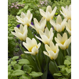 Tulipan niski - Concerto - 5 szt.
