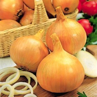 Cebula Efekt - późna, do przechowywania