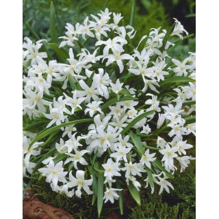 Śnieżnik lśniący biały - Chionodoxa luciliae alba - duża paczka! - 100 szt.