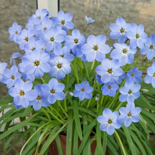 Ipheion - Ifejon - Rolf Fiedler - duża paczka! - 100 szt.