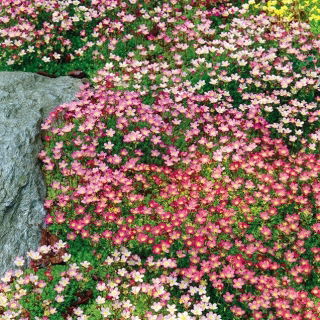 Skalnica - kolorowy dywan w ogrodzie!