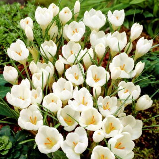 Krokus Miss Vain - 10 szt.