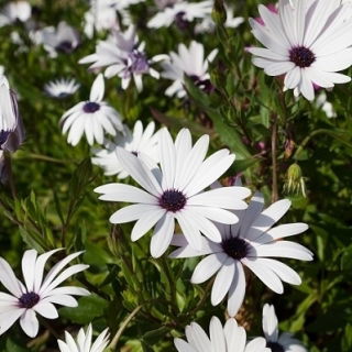 Osteospermum białe