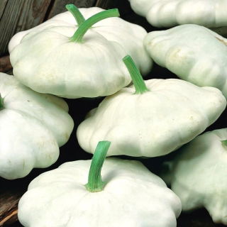 Patison Custard White