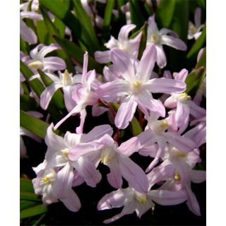 Śnieżnik Chionodoxa forbesii Pink Giant - duża paczka! - 100 szt.