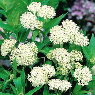 Trojeść krwista - Iceballet