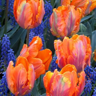 Tulipan Prinses Irene Parrot - opak. 5 szt.