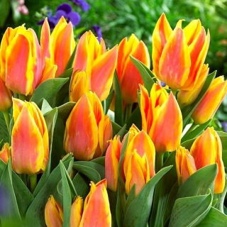 Tulipan Winnipeg - opak. 5 szt.
