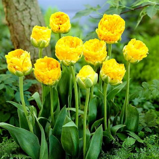 Tulipan lodowy - Beauty of Apeldorn - 5 szt.