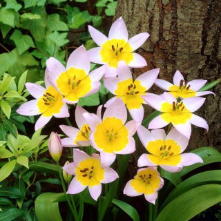 Tulipan Saxatilis - opak. 5 szt.