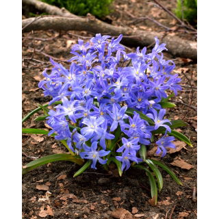 Śnieżnik lśniący - Chionodoxa luciliae - 10 szt.