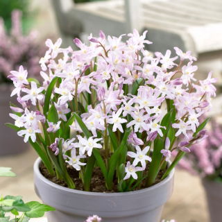 Śnieżnik Chionodoxa forbesii Pink Giant - duża paczka! - 100 szt.
