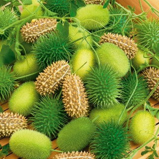 Ogórek ozdobny - mieszanka