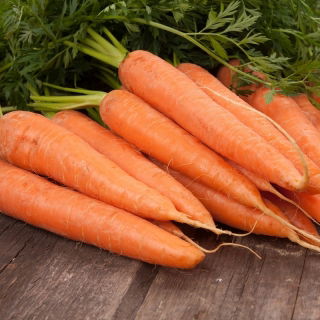 BIO Marchew Berlikumer - Certyfikowane nasiona ekologiczne