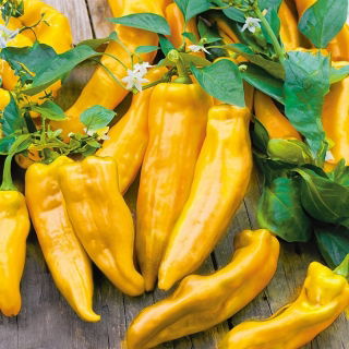 Papryka Corno di Toro Giallo - słodka, żółta