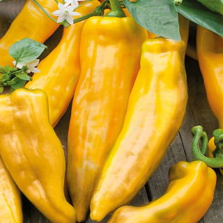 Papryka Corno di Toro Giallo - słodka, żółta
